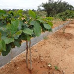 Talent City Phase - 1 Plantation