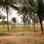 Nadig Nagara Township Plantations