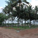 Samatha Woods Project Site