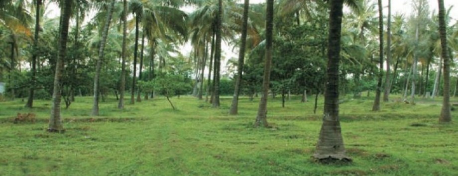 Samatha Woods